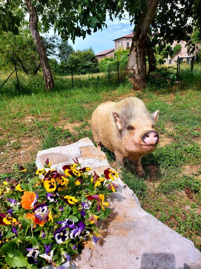 Agriturismo Azienda Agricola Ferrari M.Rita Pozza 외부 사진