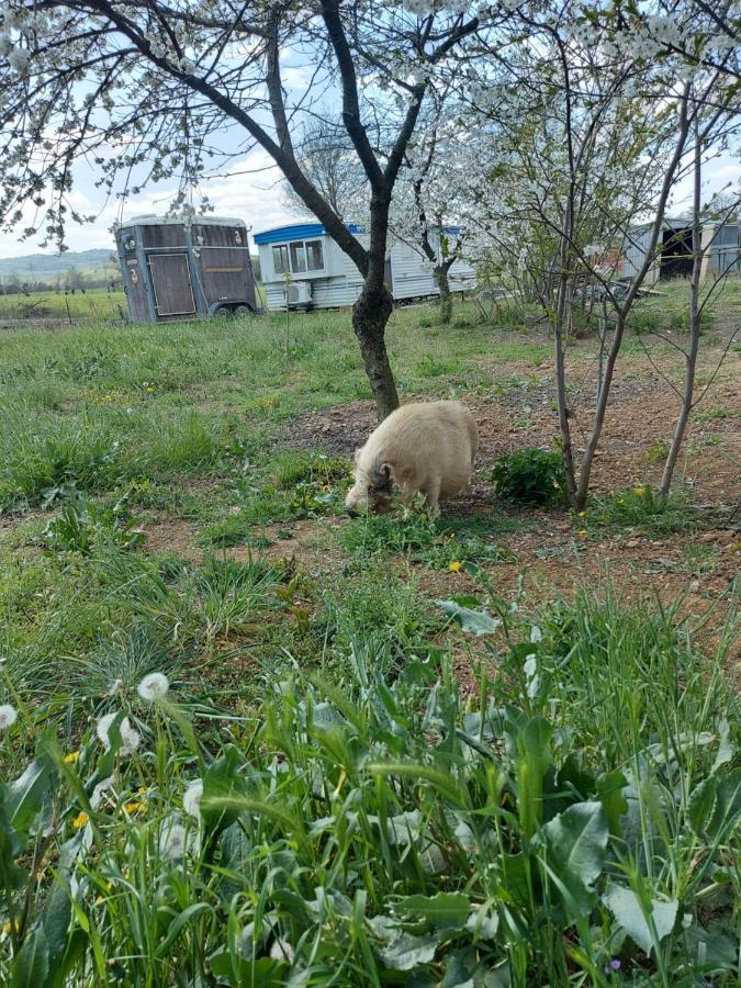 Agriturismo Azienda Agricola Ferrari M.Rita Pozza 외부 사진